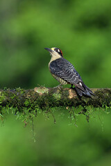 Male Black-cheeked Woodpecker (Melanerpes pucherani) on a branch, Costa Rica