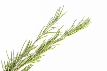 Fototapeta premium Dried spice rosemary on white background