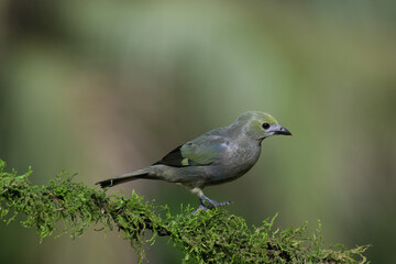 Palm tanager (Thraupis palmarum) on a branch, Costa Rica