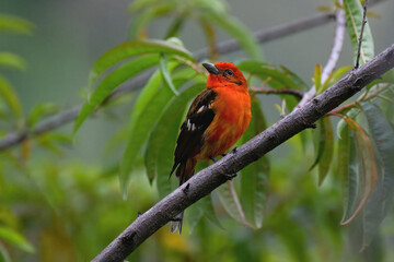 Male Flame-colored Tanager (Piranga bidentata) on a Branch, Costa Rica