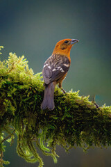 Male Flame-colored Tanager (Piranga bidentata) on a Branch, Costa Rica