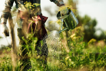 A vegetable gardener is using a watering can to water vegetables growing in the garden in the...