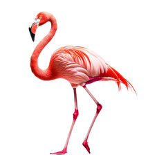 Obraz premium Elegant flamingo walking in nature vibrant wildlife scene