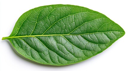 Obraz premium Striking green leaf on a clean white background showcasing natures minimalist beauty, ideal for ecothemed projects