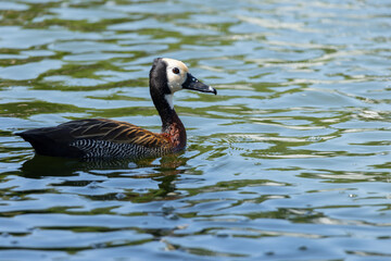 A duck is swimming in a lake