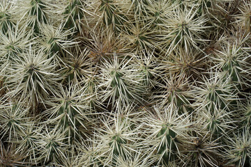 Cylindropuntia tunicata in Jardin de Cactus on Lanzarote