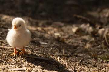 A baby chick is standing on the ground in the sun