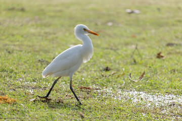 A white Egret bird is walking across a grassy field