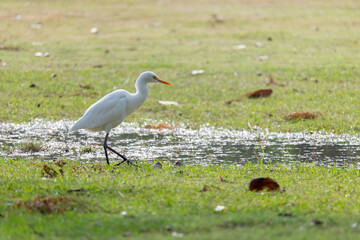 A white Egret bird is walking through a grassy field