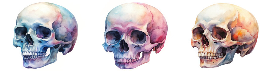 Obraz premium Watercolor skull illustrations, artistic anatomy studies, colorful skull designs, medical art prints, educational visuals.