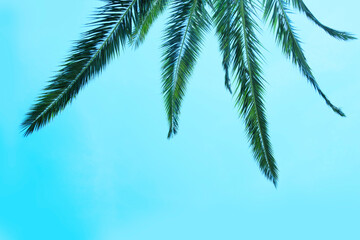 Obraz premium vibrant green palm leaf captures essence of tropical getaways and relaxation, Symbol of paradise, natural beauty