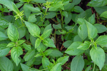 Ocimum Basilicum – Fresh Green Basil Plant with Small Flowers for Culinary and Herbal Use