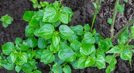 Piper Sarmentosum Plant Growing on Fertile Soil – Wild Betel Leaf for Herbal Medicine and Culinary Use