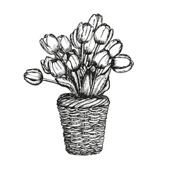Basket full of tulips flowers sketch outline illustration. Tulip flowers spring doodle drawing in engraving style. Hand drawn vector line art clipart isolated on a white background