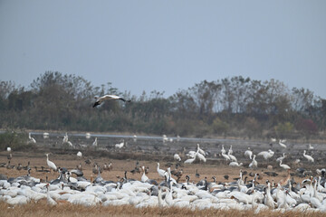 snow geese in flight