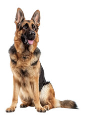 dog isolated on white background