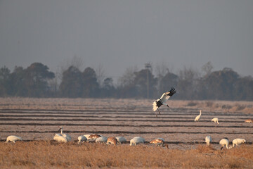 flock of birds