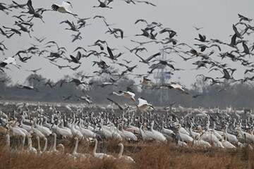 Fototapeta premium snow geese in flight