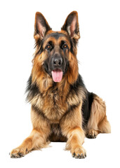 dog isolated on white background