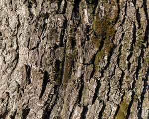 The texture of the bark of a walnut tree, close-up. Tree trunk background, textured image. A healthy stem. Lumber, forestry.