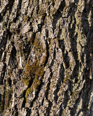 The texture of the bark of a walnut tree, close-up. Tree trunk background, textured image. A healthy stem. Lumber, forestry.