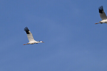 white stork flying in flight