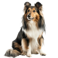 dog isolated on white background