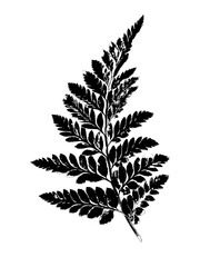 leaf black and white, on transparent background