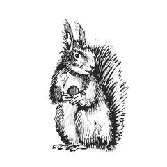 Squirrel Hand Drawn Illustration vector