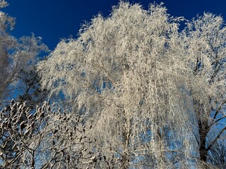 snow covered trees