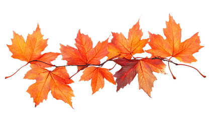 Fototapeta premium Autumn maple leaves isolated on transparent background.