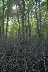 The magic of roots and foliage in Pran Buri National Park