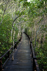 Obraz premium The magic of roots and foliage in Pran Buri National Park
