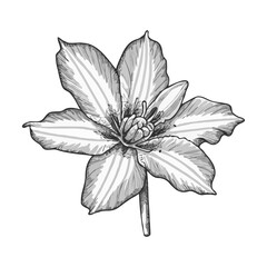Obraz premium Flower vector