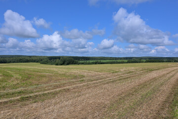 Fototapeta premium landscape with a field with mown grass on the sky background