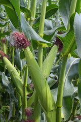 Obraz premium ripe corn cobs with foliage on the stalk