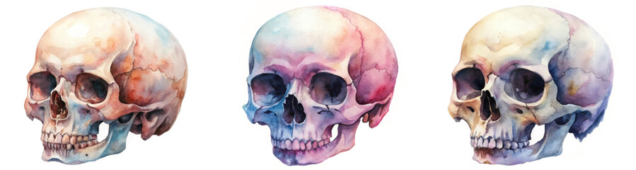 Watercolor skull illustrations, artistic rendering, anatomical study, vibrant colors, detailed features, educational purpose.