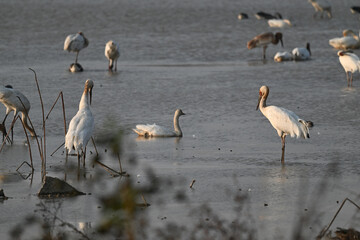 great blue heron ardea cinerea