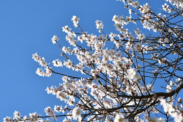 Beautiful flowering cherry plant against a beautiful blue sky