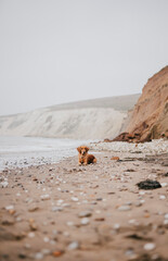 A dog is laying on the beach, looking out at the ocean. The beach is rocky and the sky is cloudy