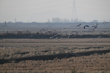 snow geese in the snow