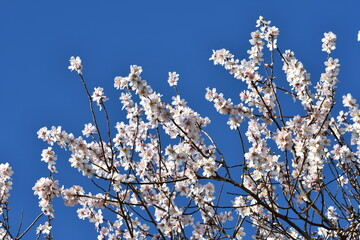 Beautiful flowering cherry plant against a beautiful blue sky