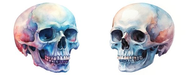 Watercolor skull illustrations, vibrant colors, anatomical art, educational purpose, artistic representation, medical illustration.