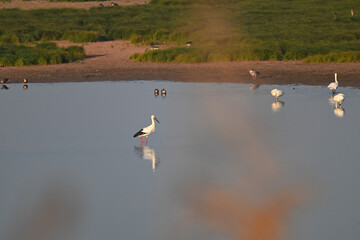 swans on the lake