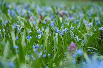 Spring meadow with blue flowers of Siberian squill in the nursery of ornamental plants and the botanical garden