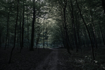 Fototapeta premium Mysterious pathway through the dark foggy forest in cold tones.
