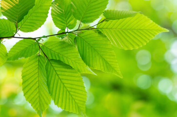 green leaves on the green backgrounds