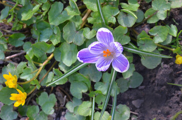 Purple and white striped spring crocus vernus blooming in spring park. Closeup, top view photo....