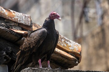 American Black Vulture on a rooftop