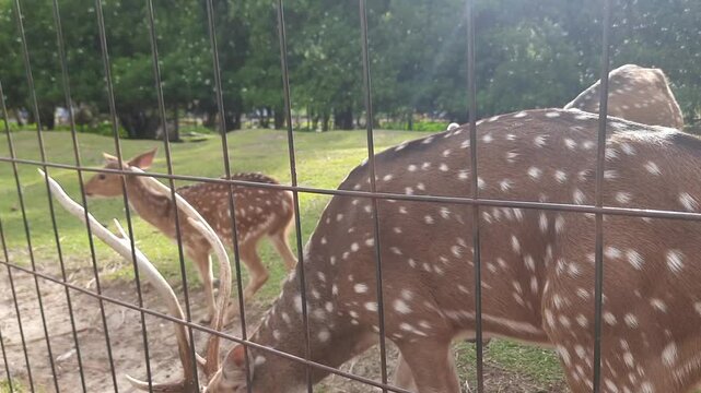 A group of spotted deer in a wildlife captivity in Parit Malintang, Padang Pariaman, West Sumatra, being fed carrots by a visitor in the afternoon